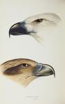 white-bellied sea eagle (Haliaeetus leucogaster), whistling kite (Haliastur sphenurus)