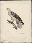 whistling kite (Haliastur sphenurus)