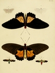 common birdwing (Troides helena), Hoterodes ausonia, satin white moth (Palpita flegia), Belemnia...