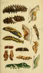 Butterfly caterpillars: common birdwing (Troides helena), Sri Lankan birdwing (Troides darsius),...