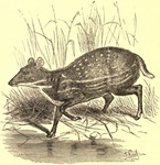 water chevrotain (Hyemoschus aquaticus)