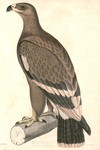 steppe eagle (Aquila nipalensis)