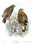 steppe eagle (Aquila nipalensis), eastern imperial eagle (Aquila heliaca)