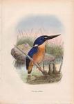 azure kingfisher (Ceyx azureus)