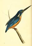 azure kingfisher (Ceyx azureus)