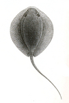 porcupine ray (Urogymnus asperrimus)