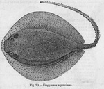 porcupine ray (Urogymnus asperrimus)