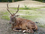 Barbary stag, Atlas deer (Cervus elaphus barbarus)