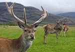 Scottish red deer (Cervus elaphus scoticus)