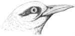 white-tailed tropicbird (Phaethon lepturus)