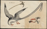 white-tailed tropicbird (Phaethon lepturus)