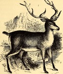red deer (Cervus elaphus)