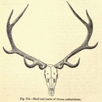 red deer (Cervus elaphus) --> Kashmir stag (Cervus hanglu hanglu)