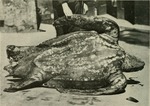 leatherback sea turtle (Dermochelys coriacea)