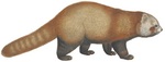 red panda, lesser panda (Ailurus fulgens)
