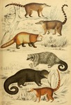red panda (Ailurus fulgens refulgens), Indian binturong (Arctictis binturong albifrons), binturo...