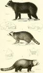 spectacled bear (Tremarctos ornatus), common raccoon (Procyon lotor), lesser panda (Ailurus fulg...