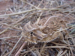 Texas horned lizard (Phrynosoma cornutum)