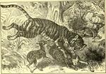 tiger (Panthera tigris) hunting chital (Axis axis)