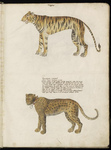 tiger (Panthera tigris), leopard (Panthera pardus)