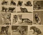 cougar (Puma concolor), tiger (Panthera tigris), leopard (Panthera pardus)