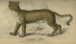 tiger (Panthera tigris): lion + tigress = liger