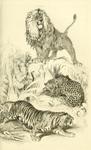lion (Panthera leo), leopard (Panthera pardus), tiger (Panthera tigris)
