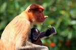 proboscis monkey, long-nosed monkey (Nasalis larvatus)