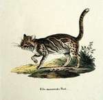marbled cat (Pardofelis marmorata)