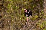 red-headed vulture (Sarcogyps calvus)