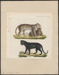 leopard (Panthera pardus) - black panther