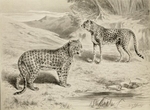 leopard (Panthera pardus), cheetah (Acinonyx jubatus)