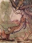 leopard (Panthera pardus): leopards attacking axis deer