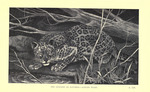 leopard (Panthera pardus)