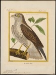 short-toed snake eagle (Circaetus gallicus)