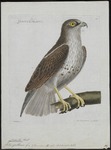 short-toed snake eagle (Circaetus gallicus)