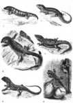 ...skink = sandfish skink (Scincus scincus), sand lizard (Lacerta agilis), Nile monitor (Varanus ni