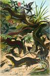sand lizard (Lacerta agilis), common wall lizard (Podarcis muralis)