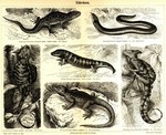 ...fragilis), sandfish skink (Scincus scincus), common flying dragon (Draco volans), starred agama 
