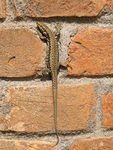 common wall lizard (Podarcis muralis)