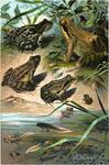 ...common spadefoot (Pelobates fuscus), agile frog (Rana dalmatina), moor frog (Rana arvalis), comm