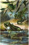 edible frog (Pelophylax esculentus), marsh frog (Pelophylax ridibundus), European tree frog (Hyl...
