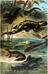 common fire salamander (Salamandra salamandra), alpine salamander (Salamandra atra), alpine newt...