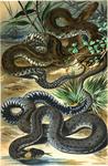 dice snake (Natrix tessellata), grass snake (Natrix natrix)