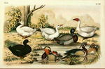 domestic duck (Anas platyrhynchos), mandarin duck (Aix galericulata), wood duck (Aix sponsa)