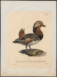 mandarin duck (Aix galericulata)