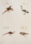 ...golden pheasant (Chrysolophus pictus), swan goose (Anser cygnoides), copper pheasant (Syrmaticus