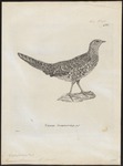 copper pheasant (Syrmaticus soemmerringii)