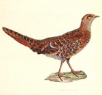 copper pheasant (Syrmaticus soemmerringii)