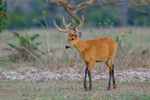 marsh deer (Blastocerus dichotomus)